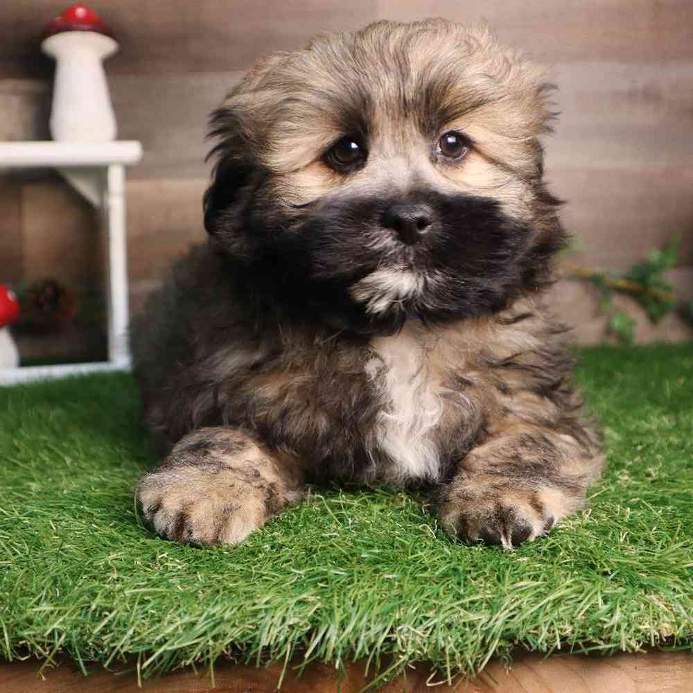 Male Pomshi Puppy for Sale in Blaine, MN
