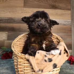 Yorkie-Poo