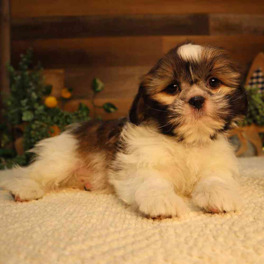 carousel pet images