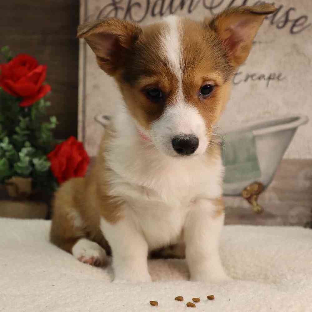 carousel pet images