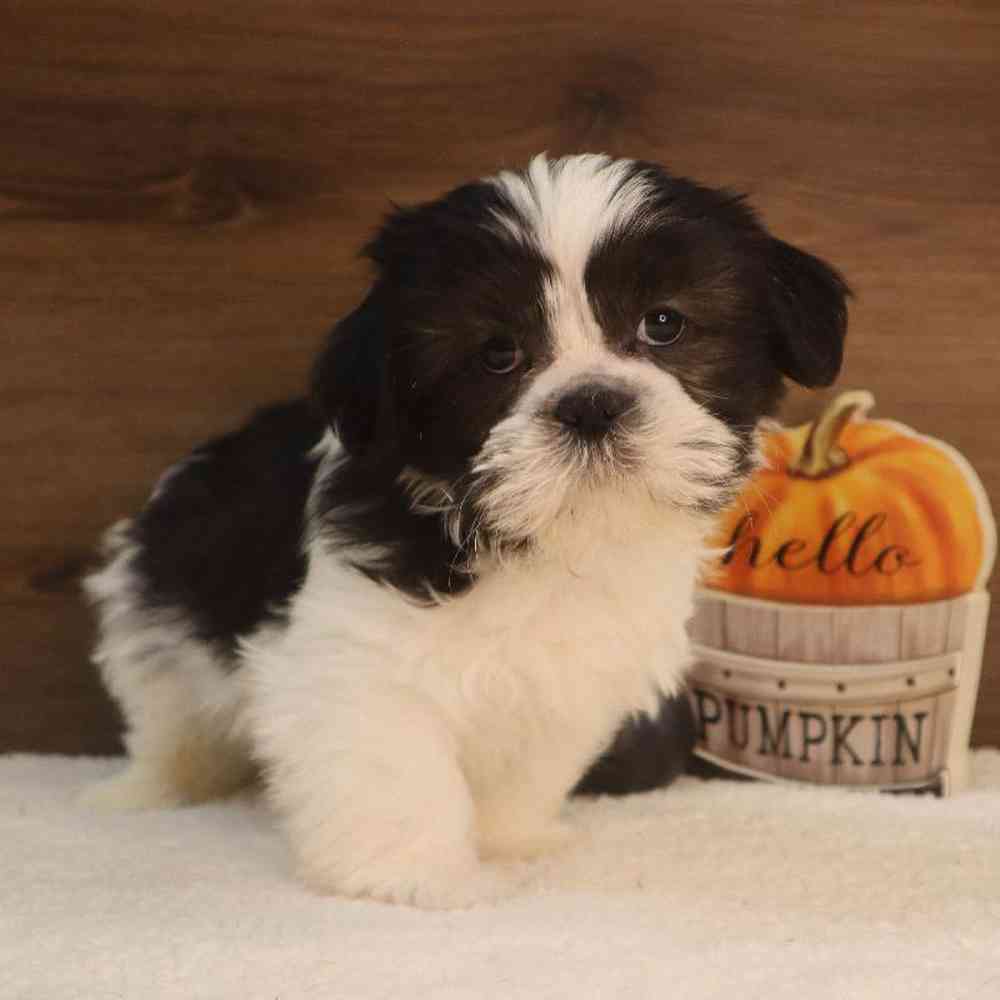 Male Shih Tzu Puppy for sale