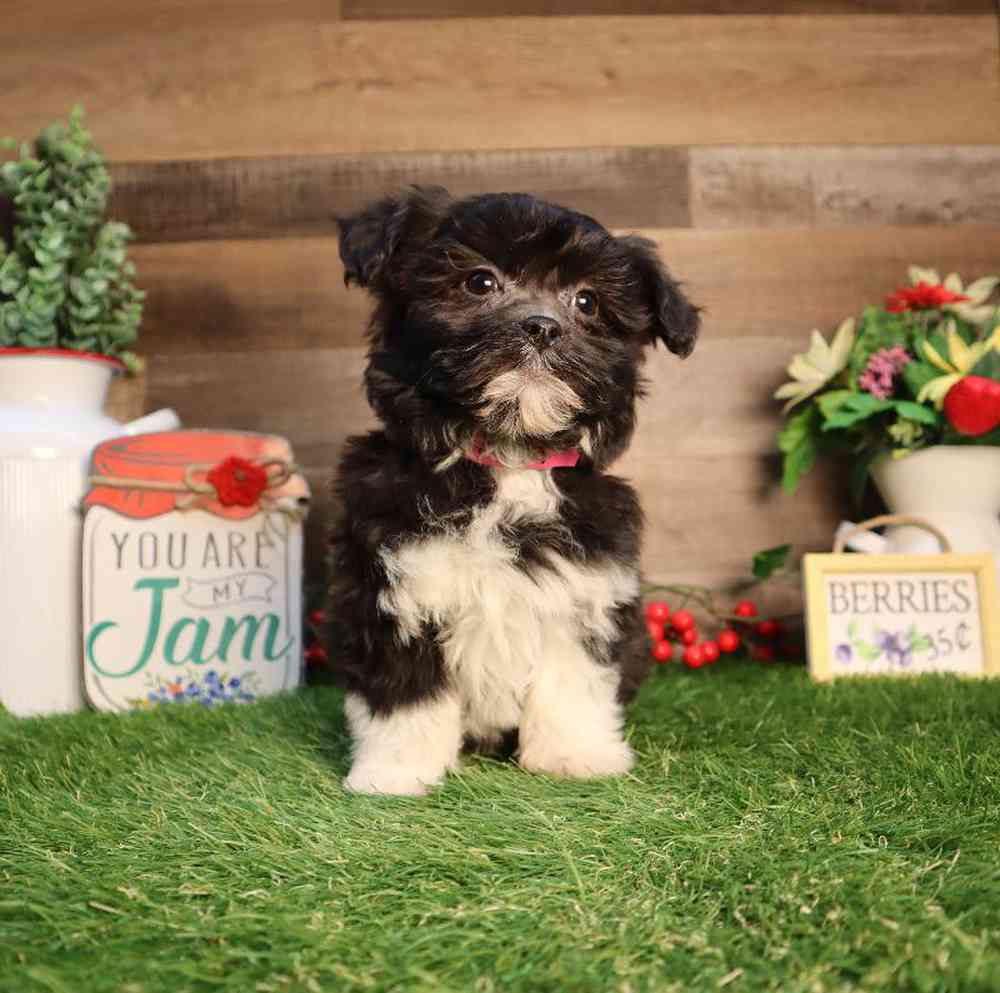 Female Teddy Bear Puppy for Sale in Blaine, MN
