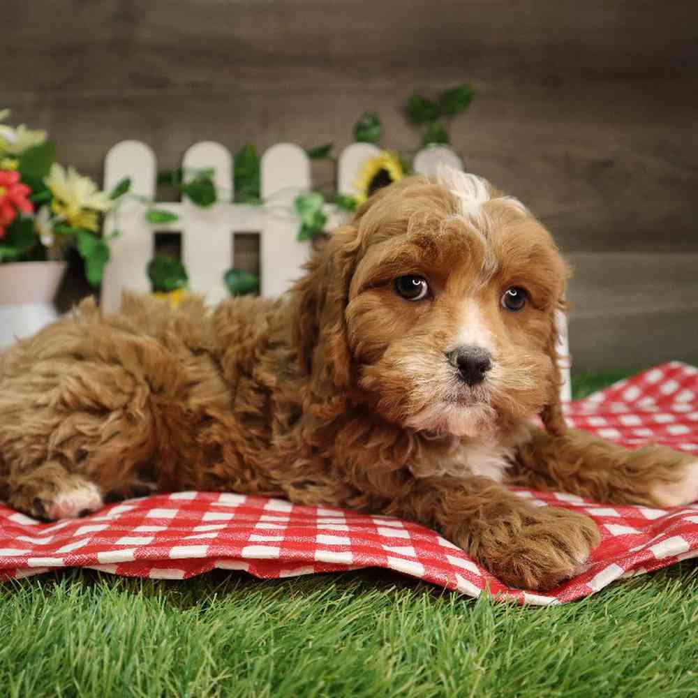 carousel pet images