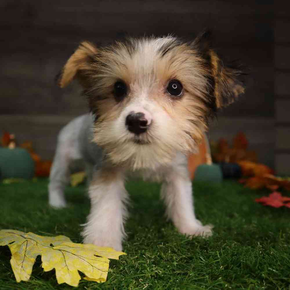 carousel pet images