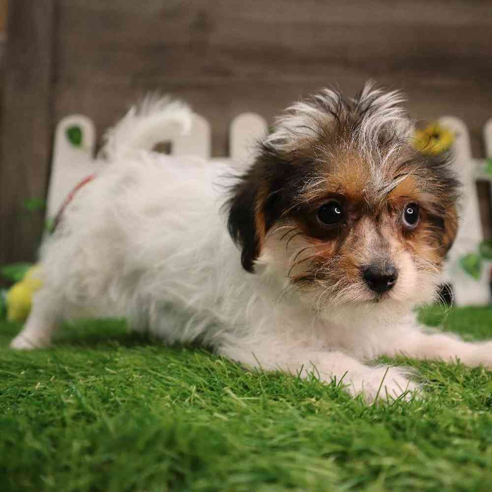 carousel pet images