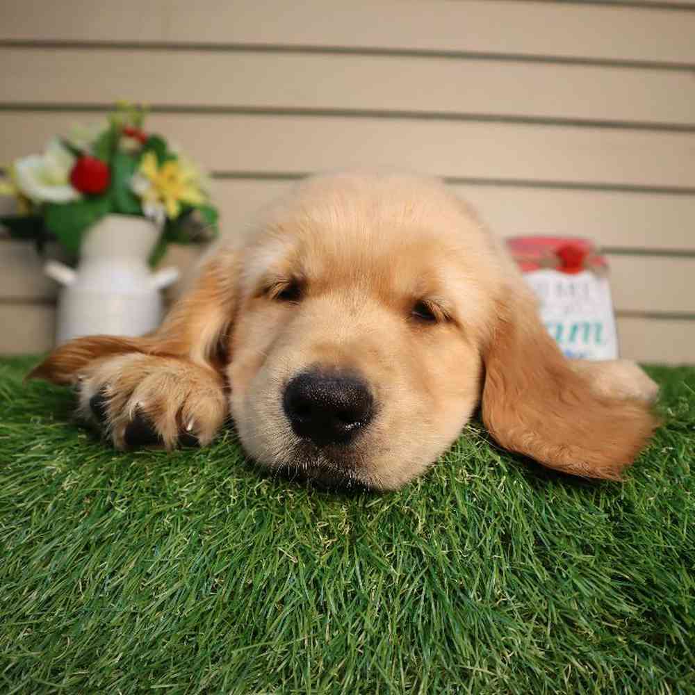 carousel pet images