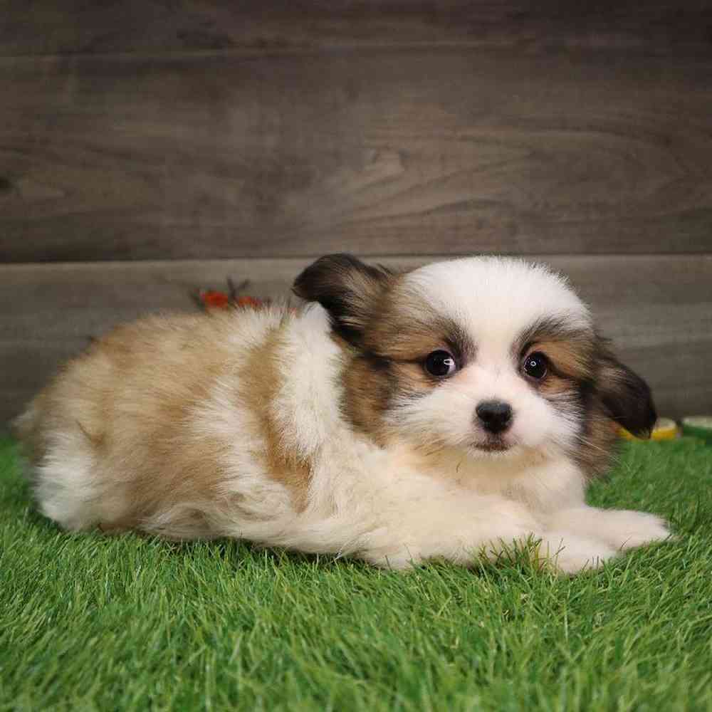 carousel pet images