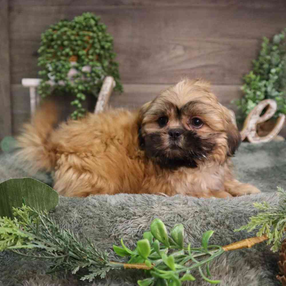 carousel pet images