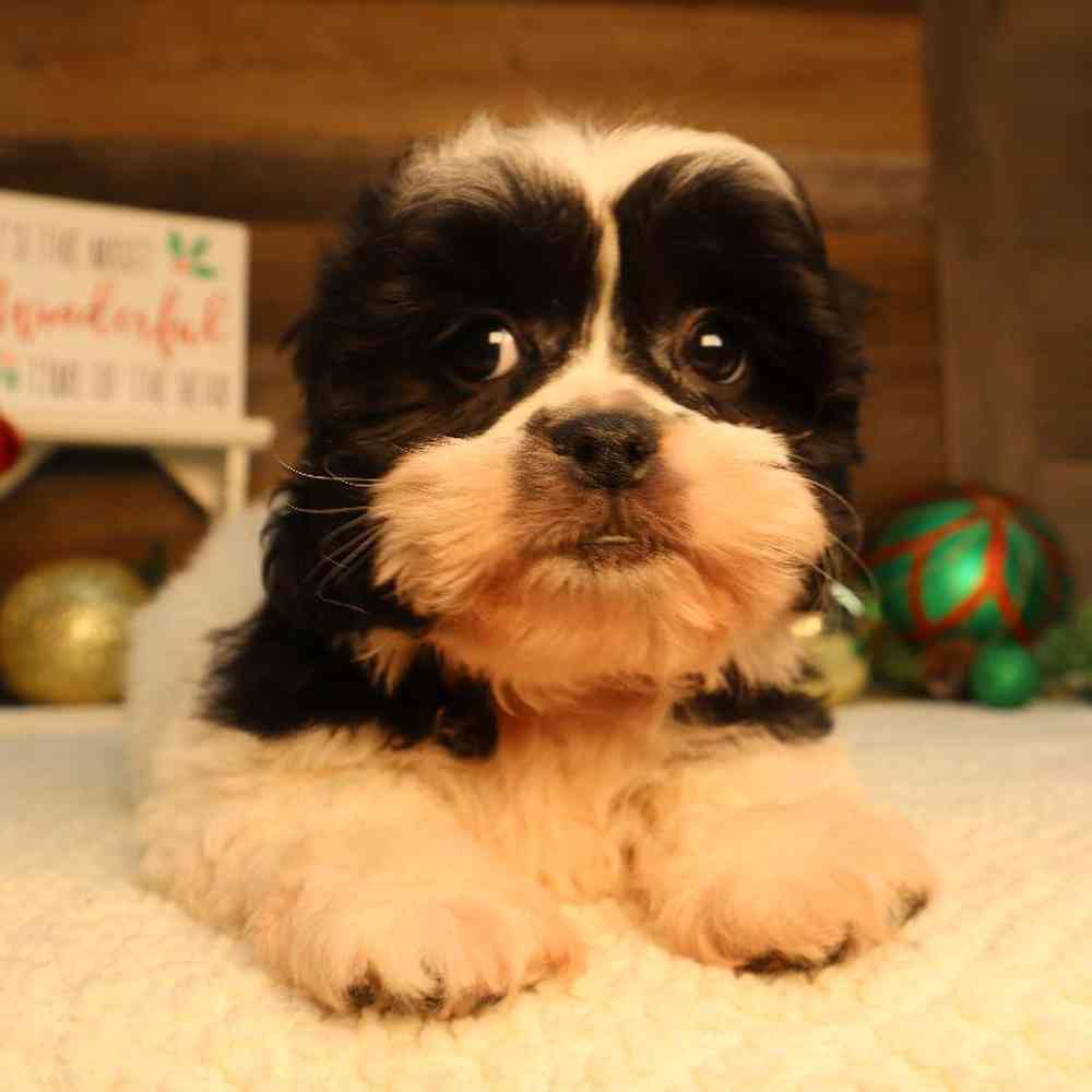 Pekechon Puppy for sale - Four Paws and a Tail