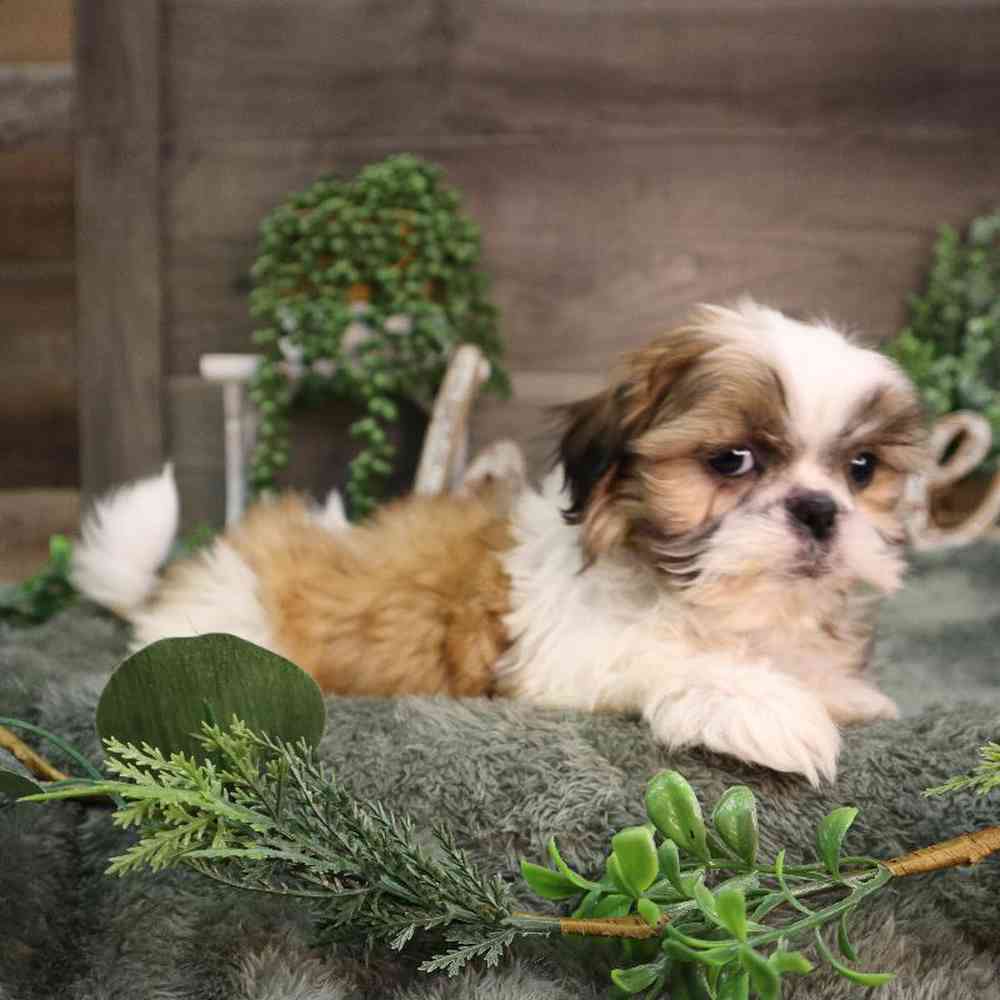 carousel pet images