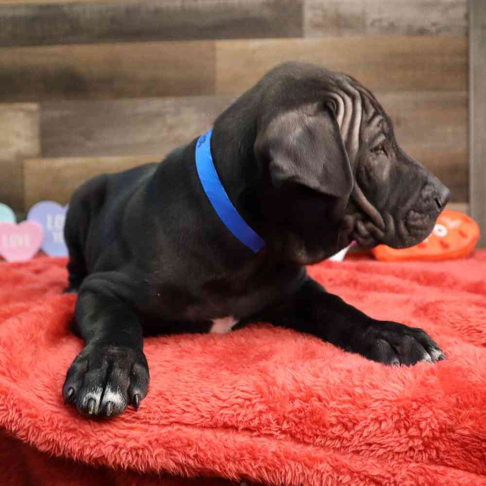 Male Mini Hippo Puppy for Sale in Blaine, MN