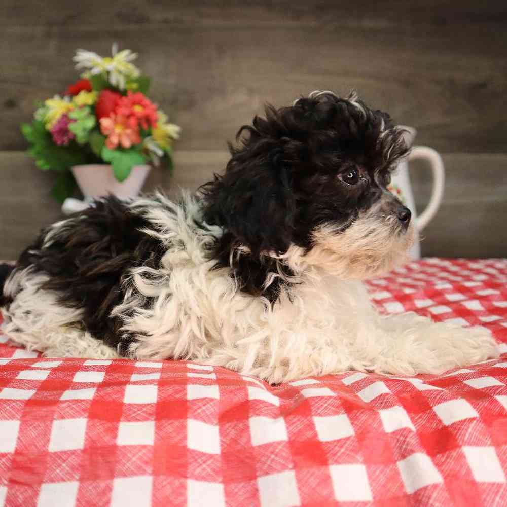 carousel pet images