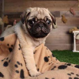 Pug