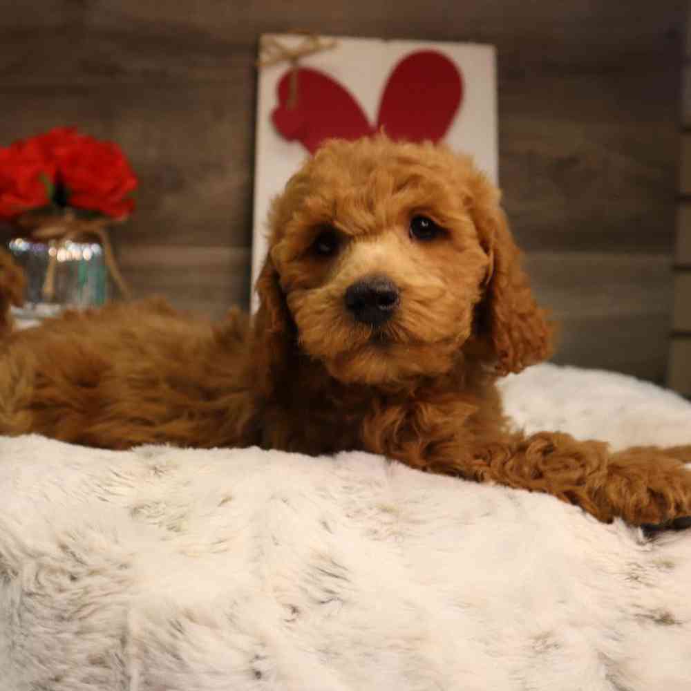 Male Mini Labradoodle Puppy for Sale in Blaine, MN