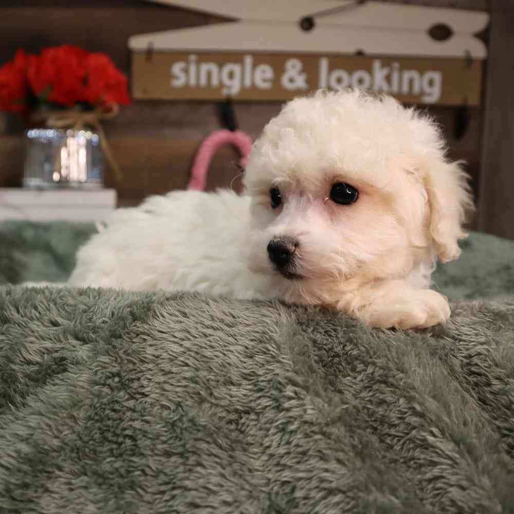 Female Bichon Frise Puppy for Sale in Blaine, MN