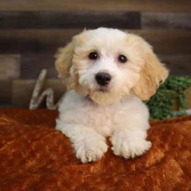Mini Goldendoodle