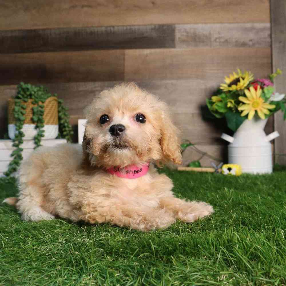 Image of a pet breed in the gallery