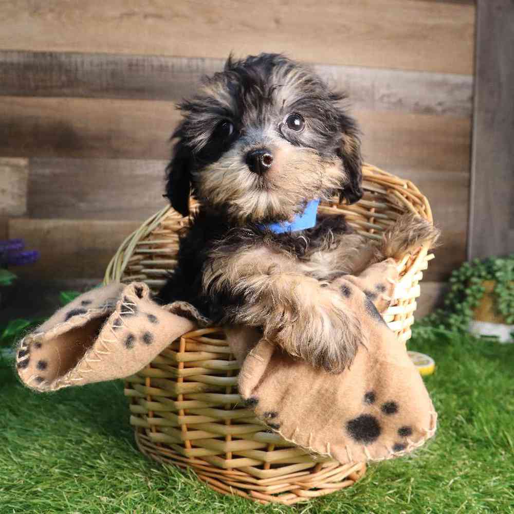 Male Yorkie-Poo Puppy for Sale in Blaine, MN