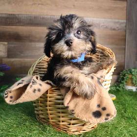 Yorkie-Poo