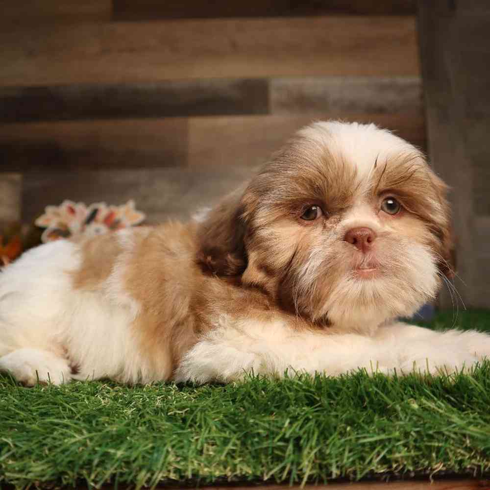 carousel pet images
