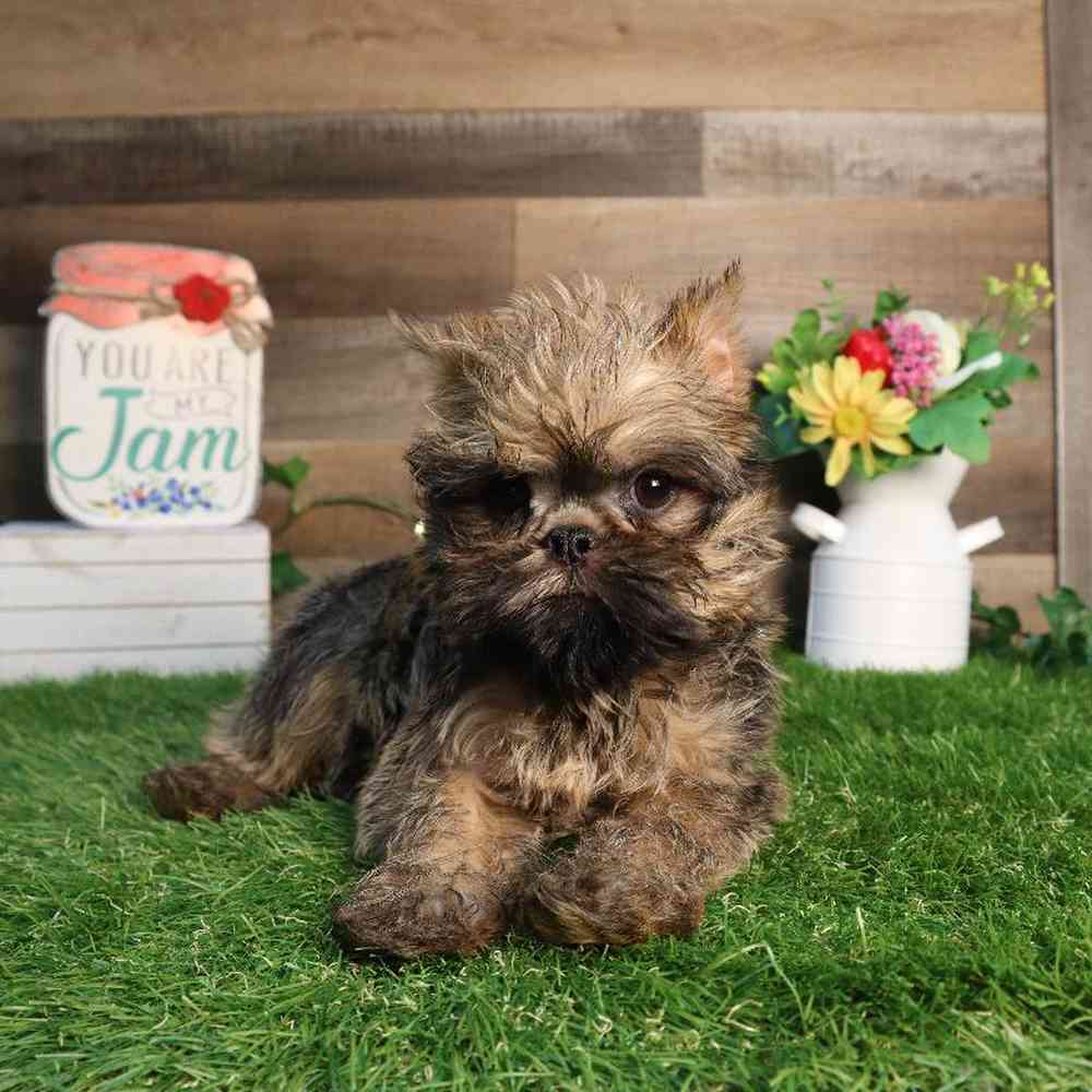 Male Brussels Griffon Puppy for Sale in Blaine, MN