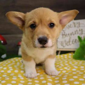 Pembroke Welsh Corgi