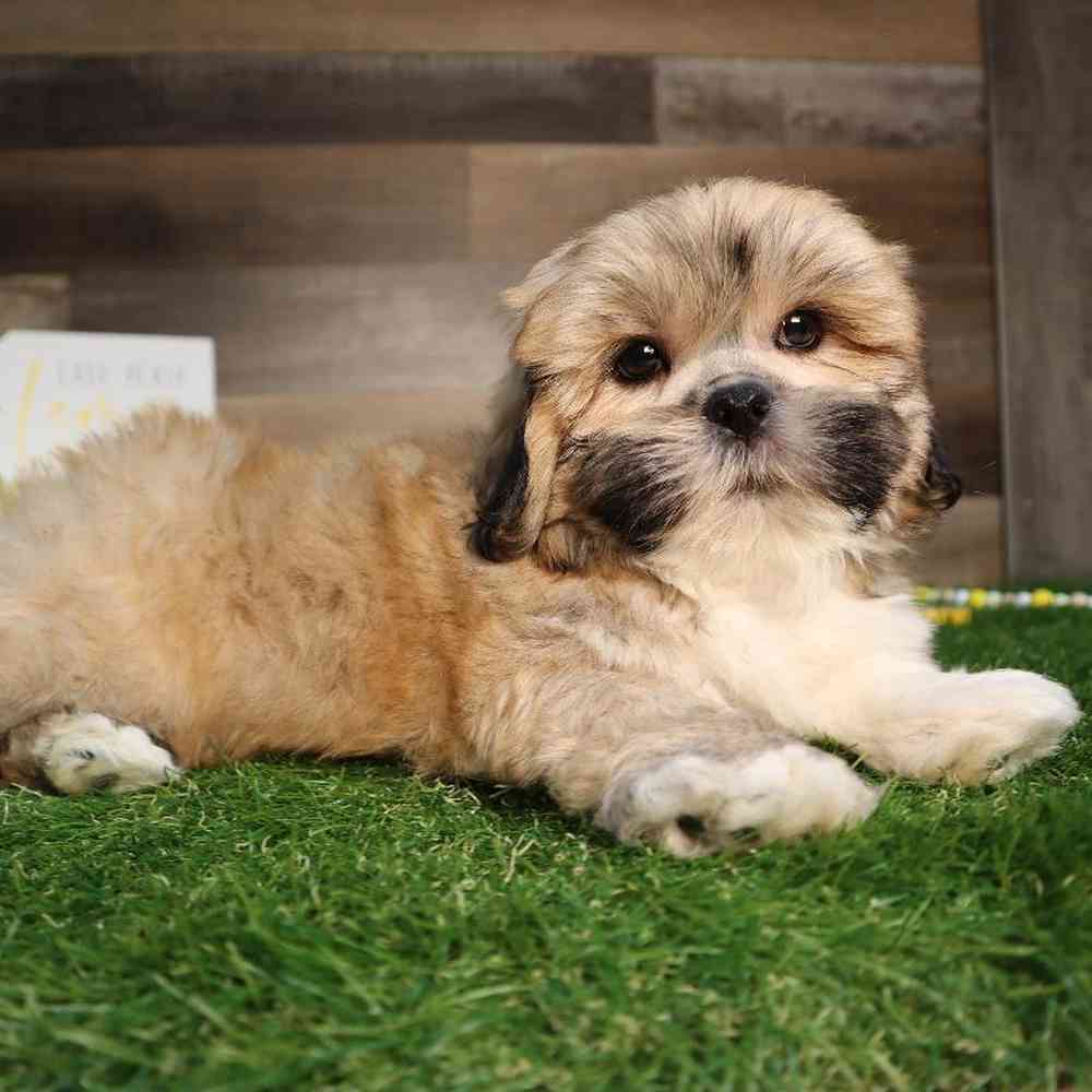 carousel pet images