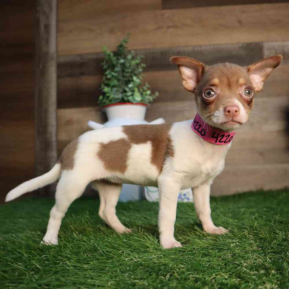 carousel pet images