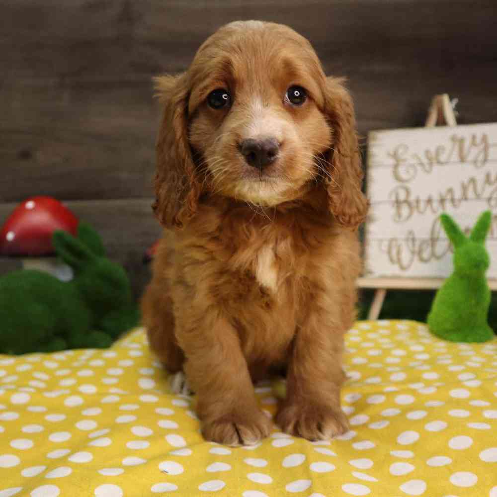 carousel pet images