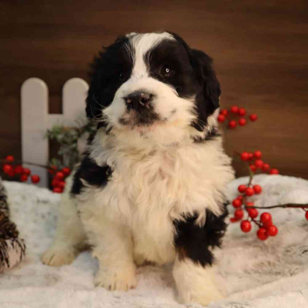 Male Mini BerneDoodle Puppy for Sale in Blaine, MN