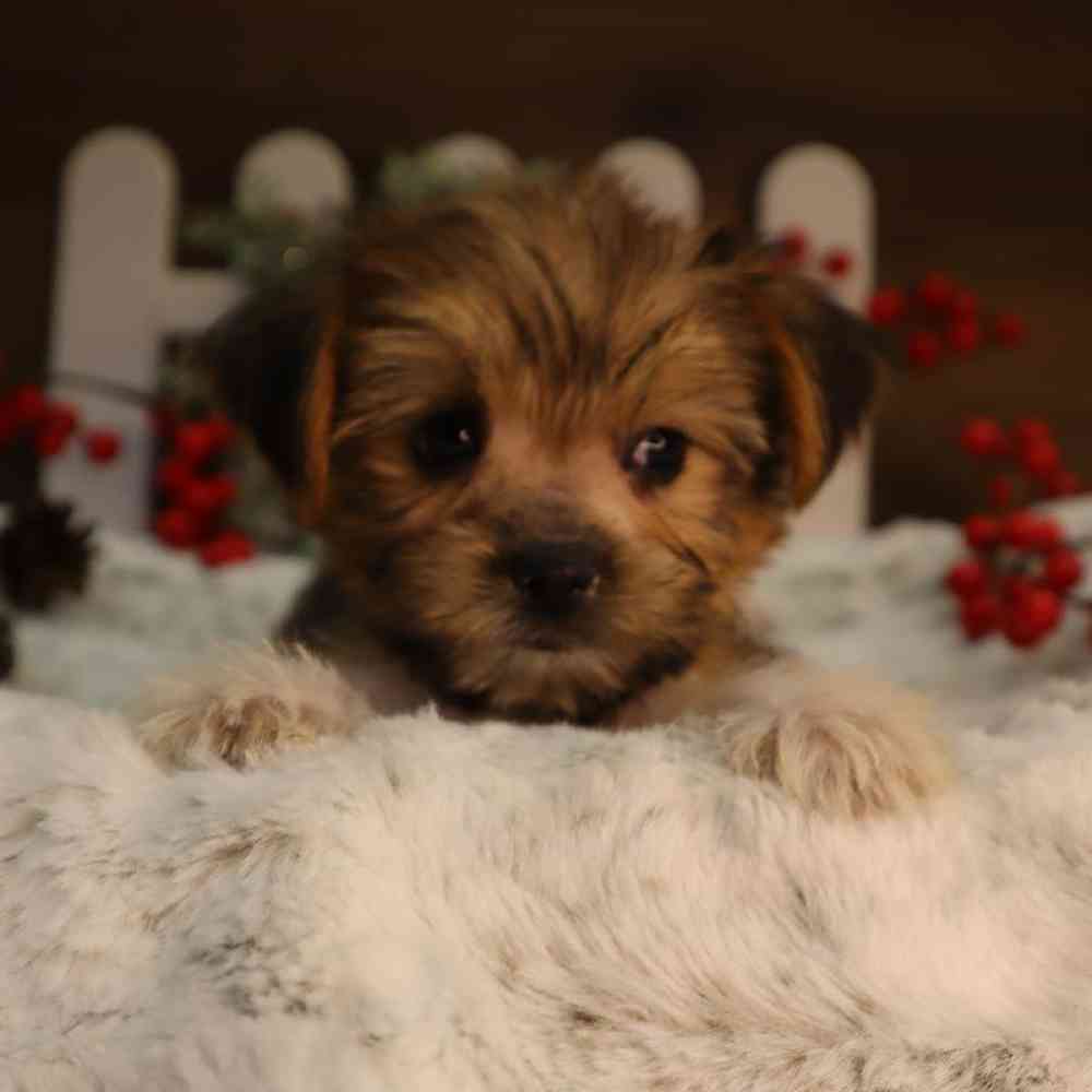 Male Shorkie Puppy for Sale in Blaine, MN