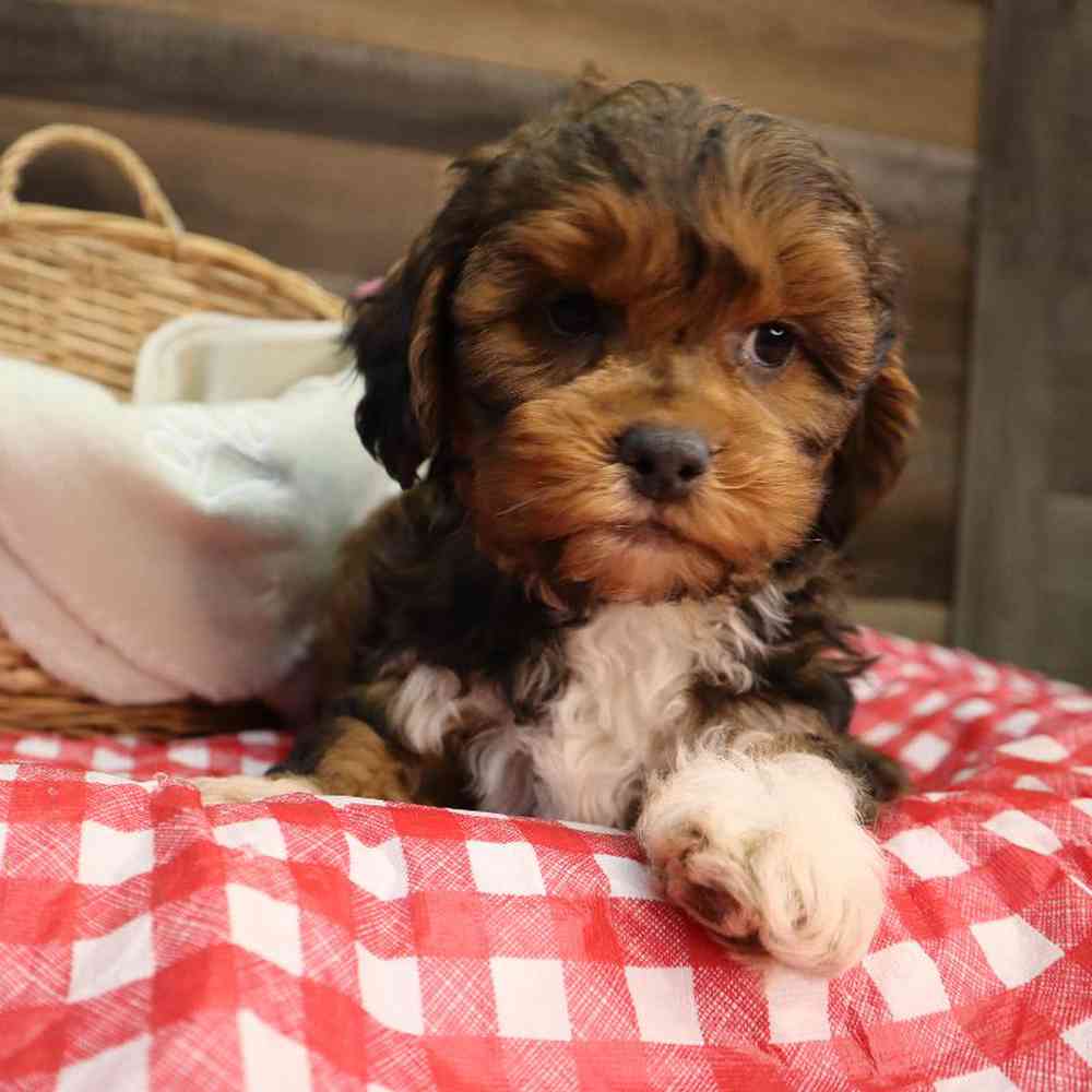 Male Shipoo Puppy for Sale in Blaine, MN