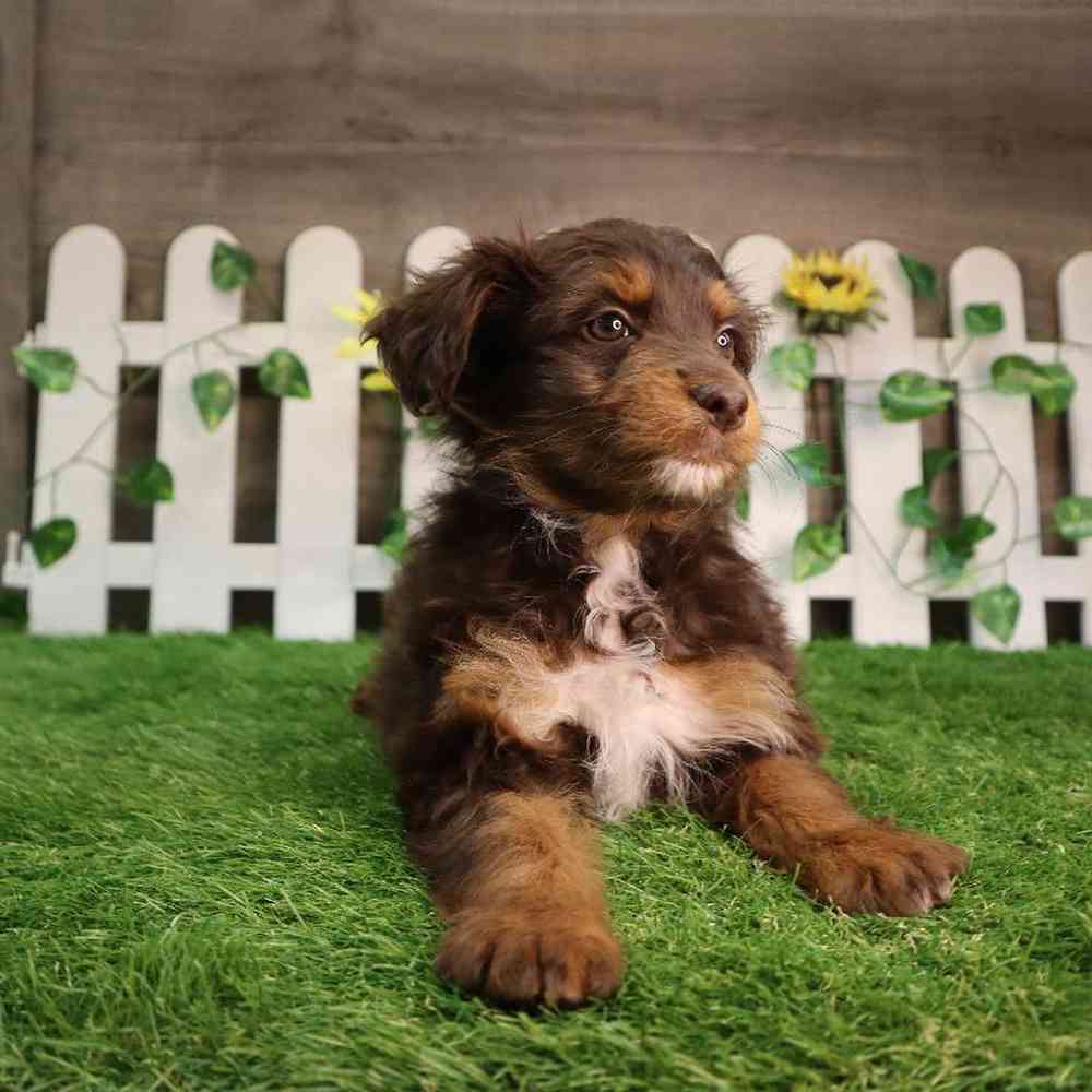 carousel pet images