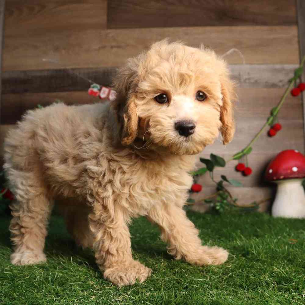 Female Mini Poodle Puppy for Sale in Blaine, MN