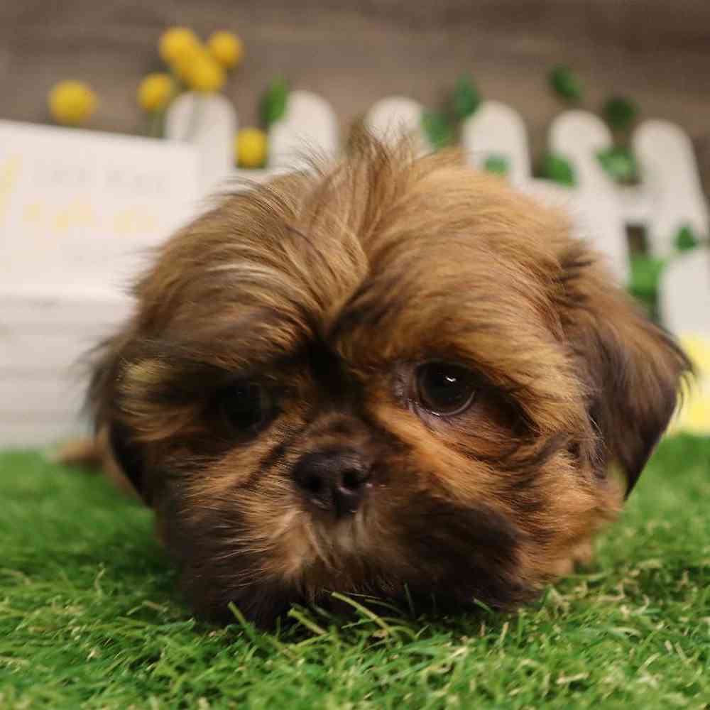 carousel pet images