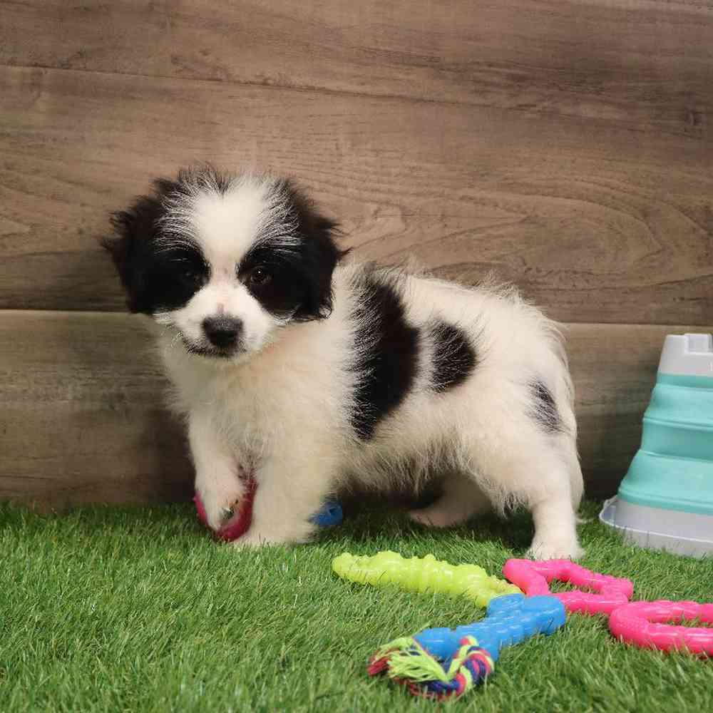 Male Pomachon Puppy for sale
