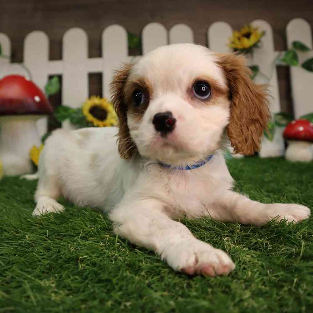 Male Cavalier King Charles Spaniel Puppy for Sale in Blaine, MN