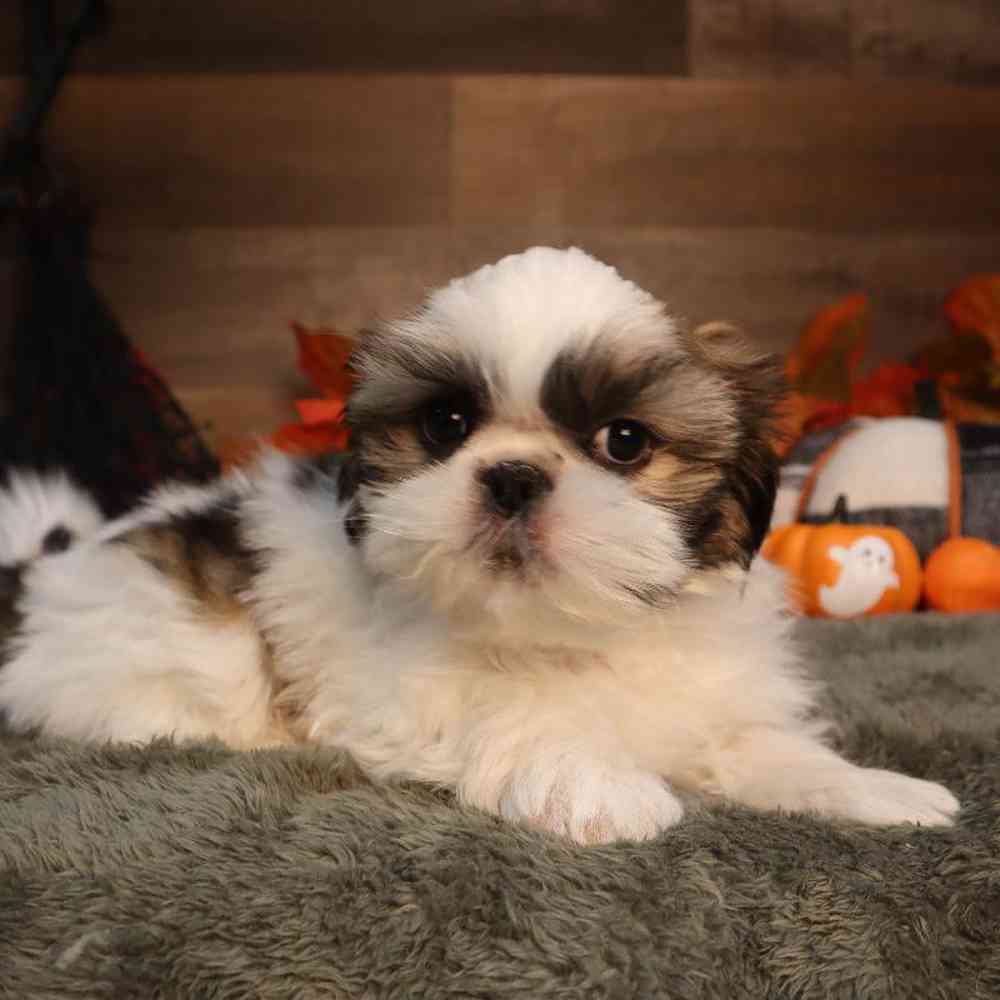 carousel pet images
