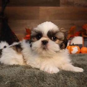 Shih Tzu