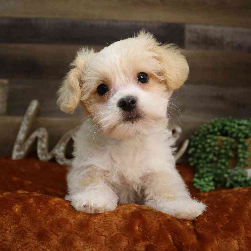 Male maltipoo puppies for hot sale sale
