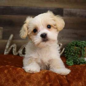Maltipoo
