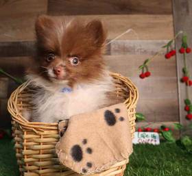 Pomeranian