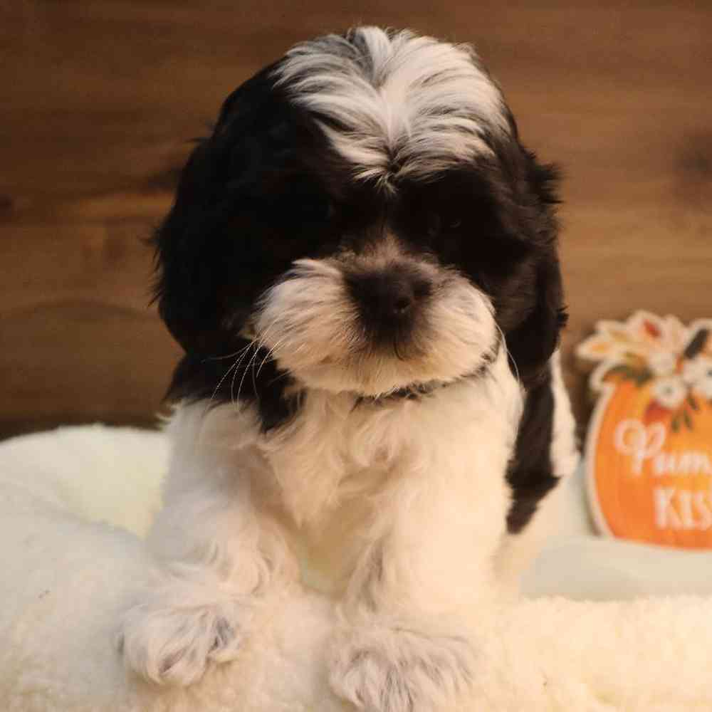 Male Teddy Poo Puppy for sale