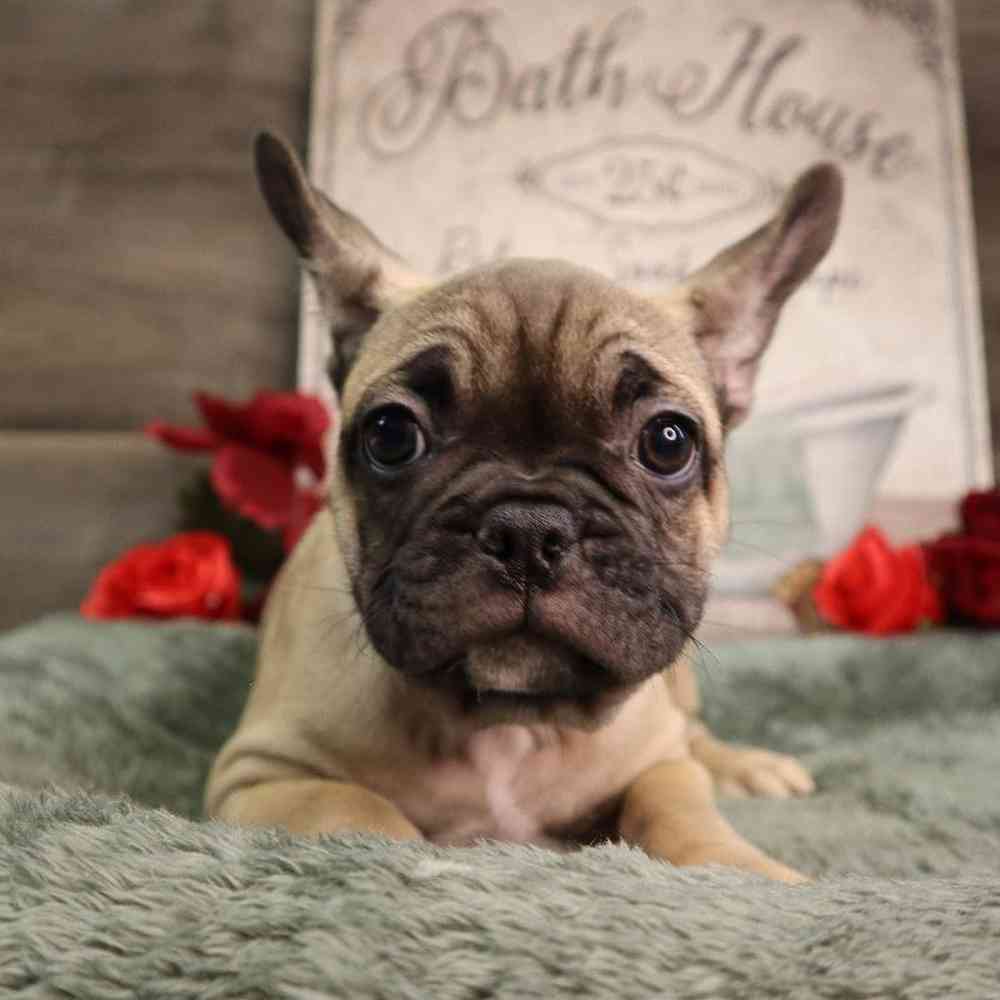 Male French Bulldog Puppy for Sale in Blaine, MN