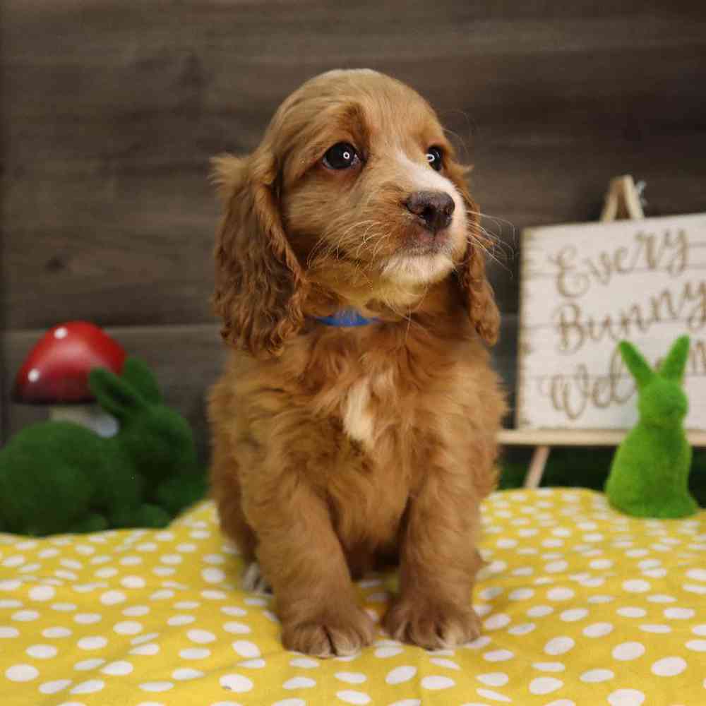 carousel pet images