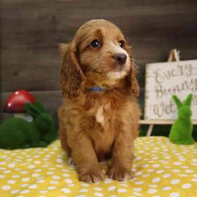 Cockapoo
