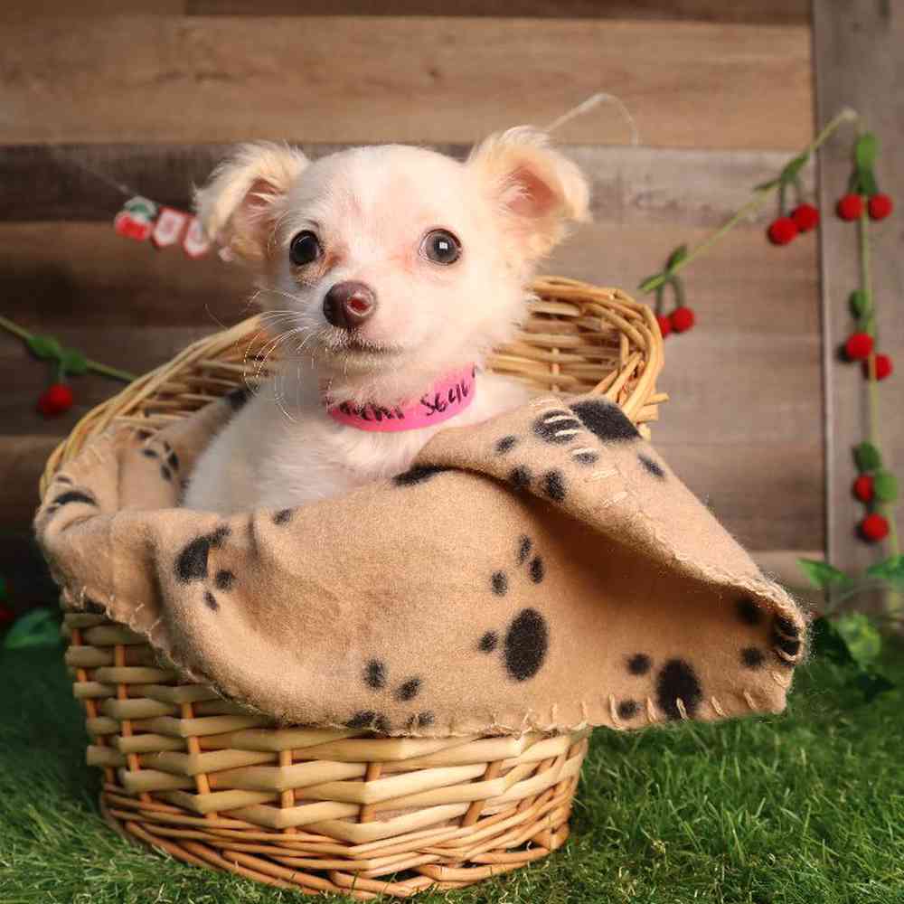 carousel pet images