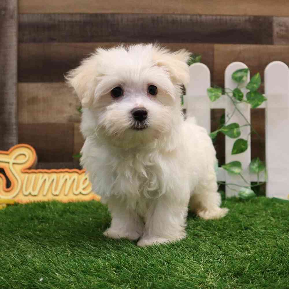Male maltese sales for sale