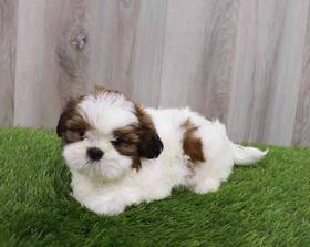 Shih Tzu
