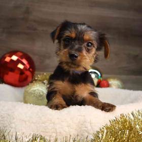 Yorkshire Terrier